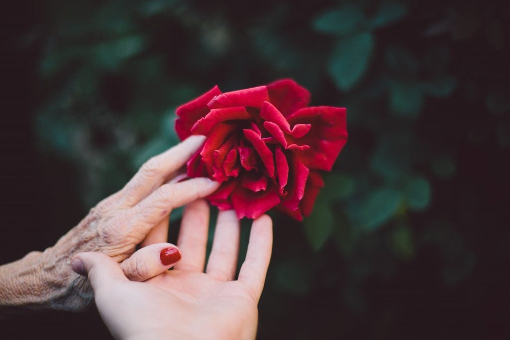 Two people reach for a read rose, one with a youthful looking hand and the other showing more age.