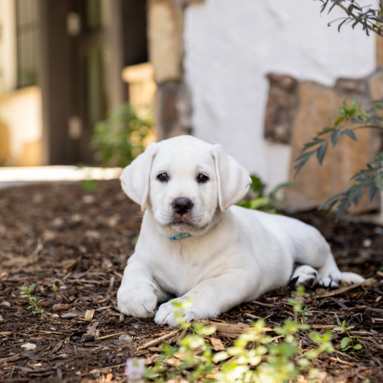 APN's white laborador retriever puppy, Hope, sits on the mulch outside of the Lodge entryway.