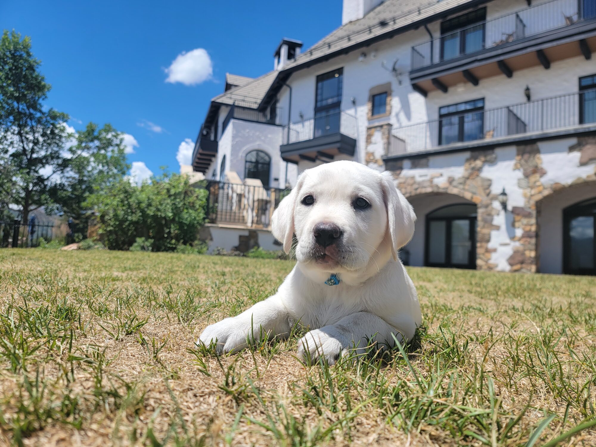 Hope the white Labrador Retriever relaxes on the lawn outside of All Points North Lodge.