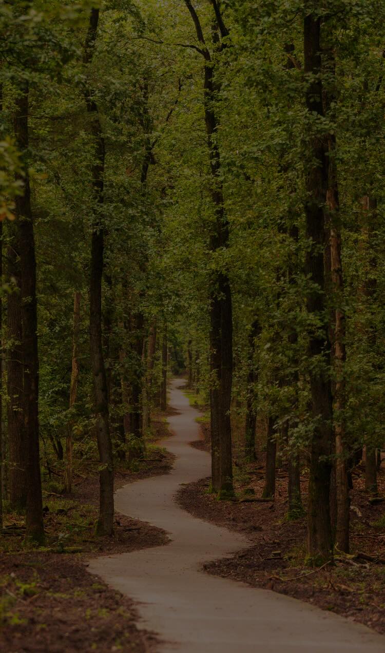 A winding pathway weaves through a forest with a clear path forward.