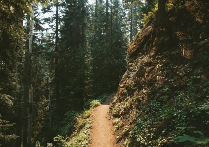 A winding trail weaves right into a forest.